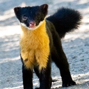 Nilgiri Marten