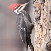 A Woodpecker Can Peck 20 Times Per Second.