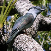 Cuckoo-Roller