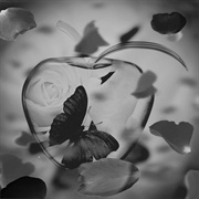 Captured Beauty Angelina Jensen