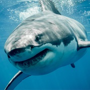 Great White Shark