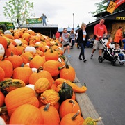 Bengtson's Pumpkin Farm Homer Glen