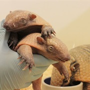Armadillo