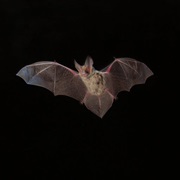 Lord Howe Long-Eared Bat (Possibly Extinct)