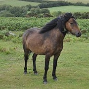 Dartmoor Pony