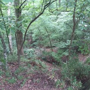 Torreya State Park, Florida