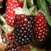 Boysenberries