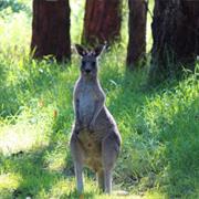 Morwell National Park (VIC)