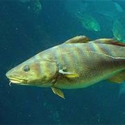 Cod