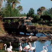 Kilimanjaro Safari