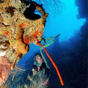 Pat's Wall, Grand Cayman