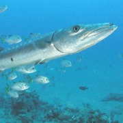 California Barracuda (Aka: Scoot, Scooter, Snake, Barry, Pacific Barracuda)
