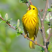 Bird Songs in Spring