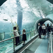 Melbourne Aquarium