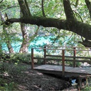 Alfred A. Loeb State Park, Oregon