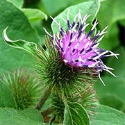 Burdock