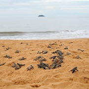 Awala-Yalimapo, French Guiana