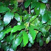 Deer Reserve National Park (QLD)