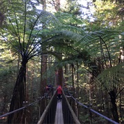 Redwoods Tree Walk New Zealand