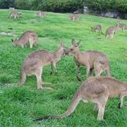 Kangaroos