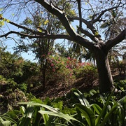 Andromeda Gardens, Barbados