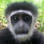 Monkey (Colobus)