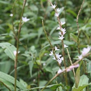 Small Water-Pepper (Persicaria Minor)