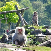 Stichting AAP, Almere, Netherlands