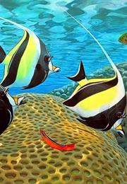 Moorish Idol