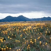 Mt Arthur and the Tablelands