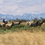Grizzly Island Wildlife Area, California