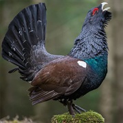 Seen a Wild Capercaillie