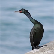 Pelagic Cormorant