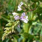 Water Speedwell (Veronica Anagallis-Aquatica)
