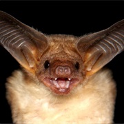 Bat