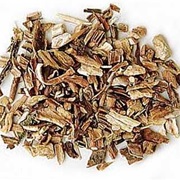 Gray Sarsaparilla (Smilax Aristolochiifolia)