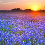 Bluebonnets of Texas Hill Country