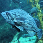 Blue Rockfish (Aka: Blue Bass, Blue Fish, Reef Perch)