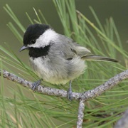Mexican Chickadee