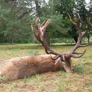 East European Red Deer