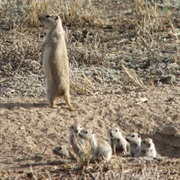 Great Basin Ground Squirrel