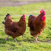 New Hampshire Red Chicken