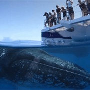 Whale Watch in Hervey Bay