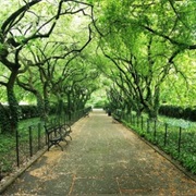 Walk Through Central Park in NY