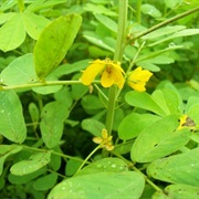 Sickle Senna (Senna Tora)