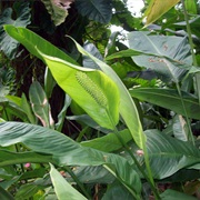 Spathiphyllum Phryniifolium