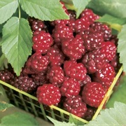 Boysenberries