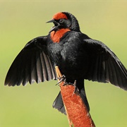 Chestnut-Capped Blackbird (Chrysomus Ruficapillus)