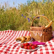 Picnic in the Wild