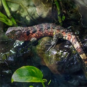 Chinese Crocodile Lizard